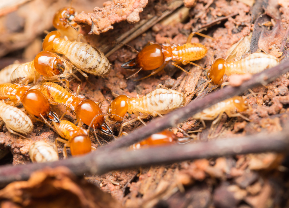 3 Ways to Keep Your Home Termite-free this Summer in Aledo, TX