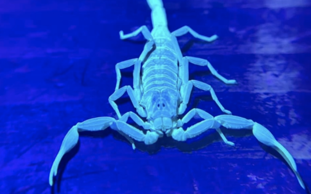 Scorpions in North Texas and how to keep them out of your home Fort Worth, Aledo, Weatherford