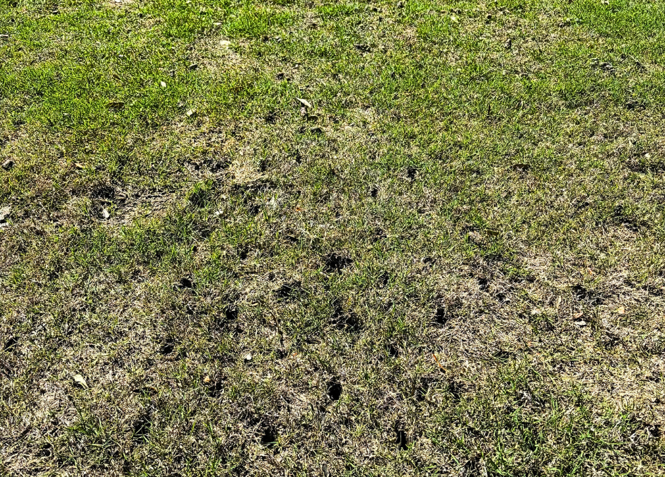 Importance of Core Aeration for Lawns in North Texas
