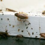 Understanding German Roaches in North Texas: Prevention and Control