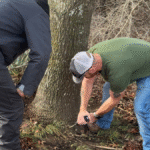 Oak Wilt Tree Treatment Now Available in Parker County